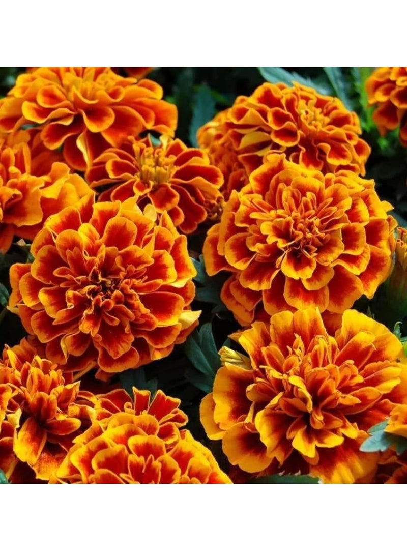 ڤسيل24 3 عبوات من بذور القطيفة المهيبة تزهر بشكل أنيق لحديقة مورقة - Image 1