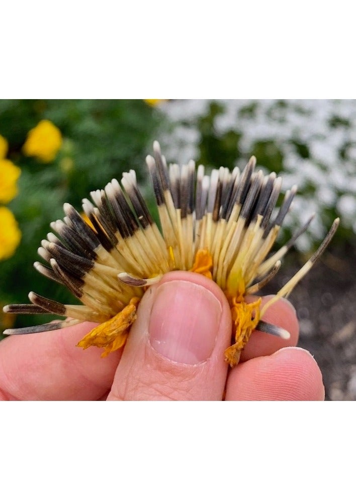 ڤسيل24 3 عبوات من بذور القطيفة المهيبة تزهر بشكل أنيق لحديقة مورقة - Image 2