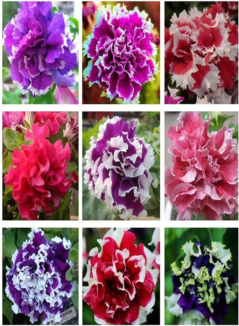 GGOOT Green Plants,20Pcs/Bag Petunia Hybrida Seeds Climbing Drought-Tolerant Multi-Color Wave Series Flower Seeds for Garden - White Red Petunia Hybrida Seeds - Image 2