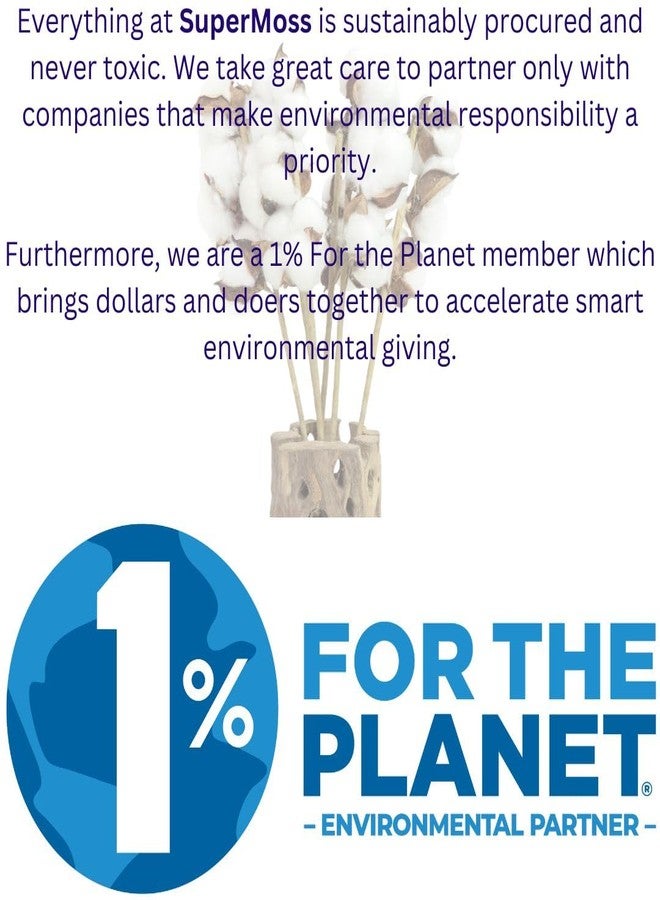 سوبر موس أغصان قطن سوبرموس بروفلورا مجففة طبيعية بالكامل 3 كرات - 18 قطعة، أغصان قطن بطول 14.5 بوصة لتزيين المنزل، وديكور حفلات الزفاف، وديكور جدران المنازل الريفية، وملء المزهريات، وتنسيقات الزهور، عبوة من 6 قطع، (99998) - Image 3