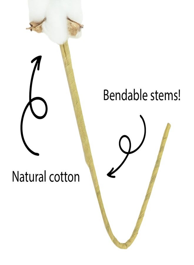 سوبر موس أغصان قطن سوبرموس بروفلورا مجففة طبيعية بالكامل 3 كرات - 18 قطعة، أغصان قطن بطول 14.5 بوصة لتزيين المنزل، وديكور حفلات الزفاف، وديكور جدران المنازل الريفية، وملء المزهريات، وتنسيقات الزهور، عبوة من 6 قطع، (99998) - Image 5