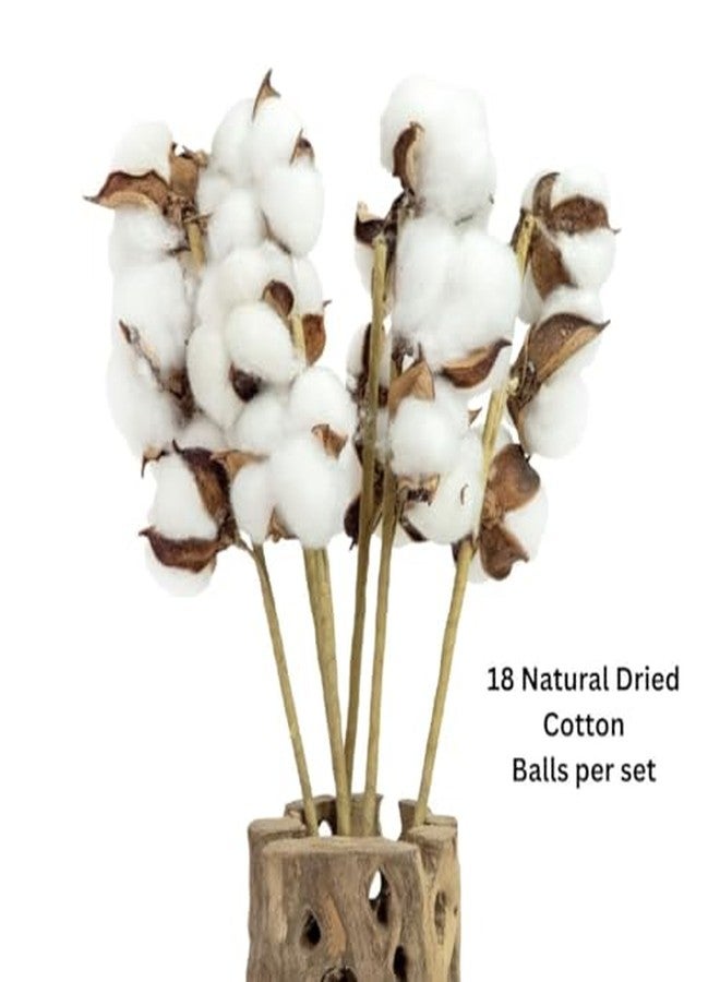 سوبر موس أغصان قطن سوبرموس بروفلورا مجففة طبيعية بالكامل 3 كرات - 18 قطعة، أغصان قطن بطول 14.5 بوصة لتزيين المنزل، وديكور حفلات الزفاف، وديكور جدران المنازل الريفية، وملء المزهريات، وتنسيقات الزهور، عبوة من 6 قطع، (99998) - Image 4