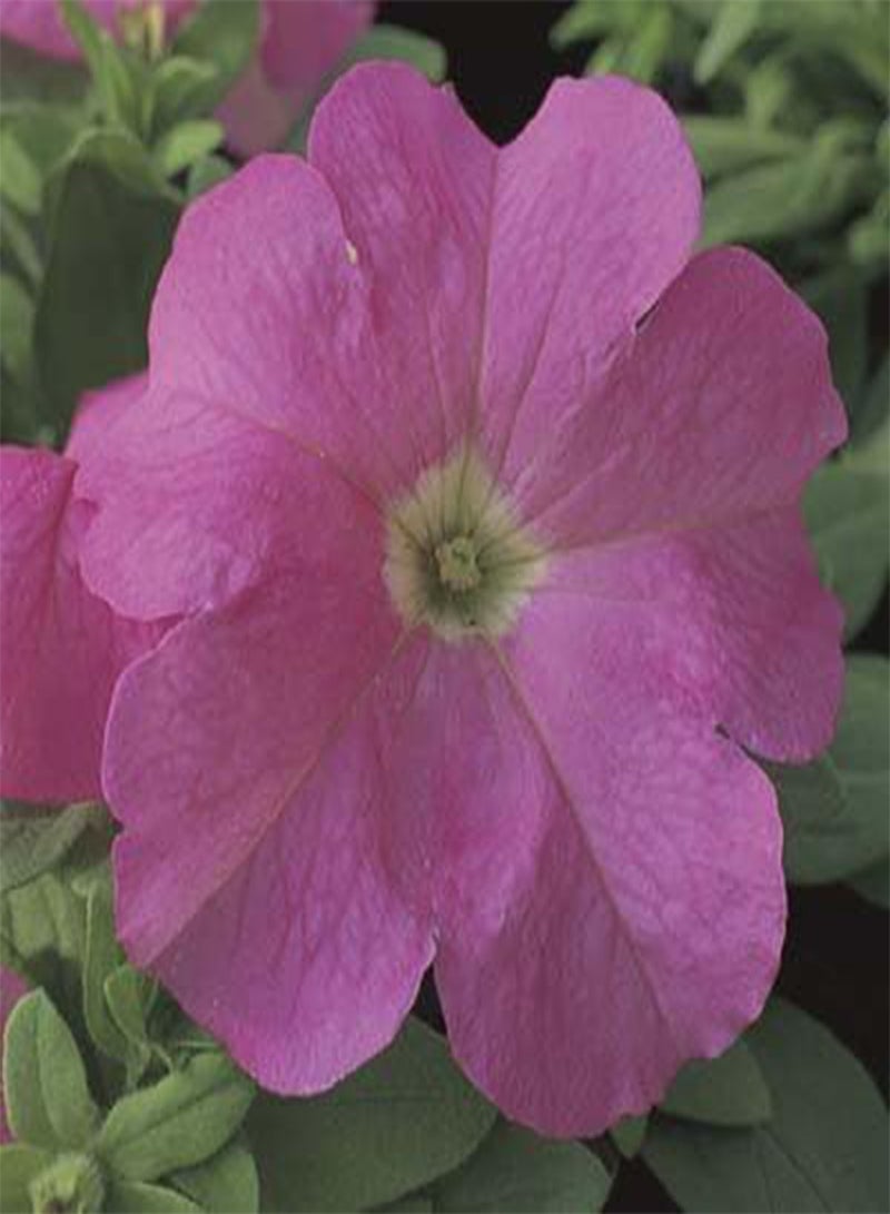 GGOOT Petunia-Single Ultra Pink 200 Seeds