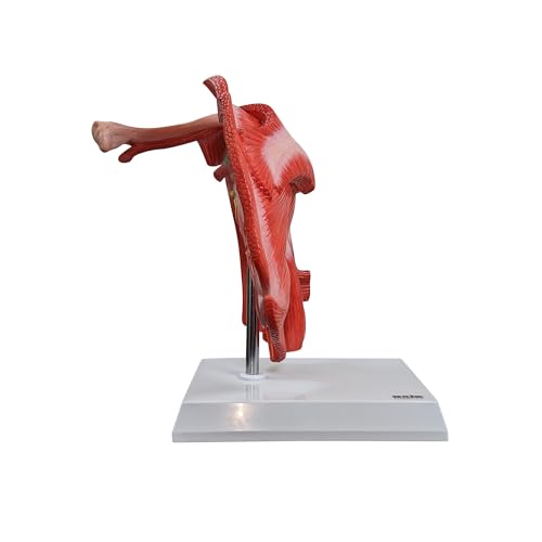 Axis Scientific Muscled Shoulder Joint Model – Shows Complete Shoulder Musculature from Rotator Cuff to Subscapular Muscles – Includes Base, Product Manual, Made by Axis Scientific - Image 4