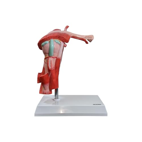 Axis Scientific Muscled Shoulder Joint Model – Shows Complete Shoulder Musculature from Rotator Cuff to Subscapular Muscles – Includes Base, Product Manual, Made by Axis Scientific - Image 2