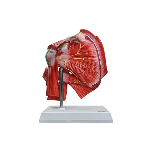 Axis Scientific Muscled Shoulder Joint Model – Shows Complete Shoulder Musculature from Rotator Cuff to Subscapular Muscles – Includes Base, Product Manual, Made by Axis Scientific - Image 1