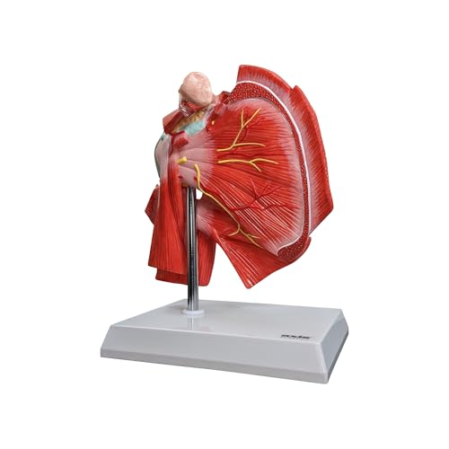 Axis Scientific Muscled Shoulder Joint Model – Shows Complete Shoulder Musculature from Rotator Cuff to Subscapular Muscles – Includes Base, Product Manual, Made by Axis Scientific - Image 5