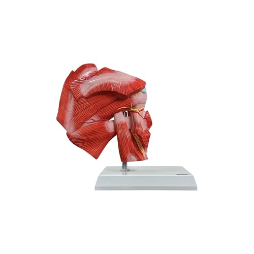 Axis Scientific Muscled Shoulder Joint Model – Shows Complete Shoulder Musculature from Rotator Cuff to Subscapular Muscles – Includes Base, Product Manual, Made by Axis Scientific - Image 3