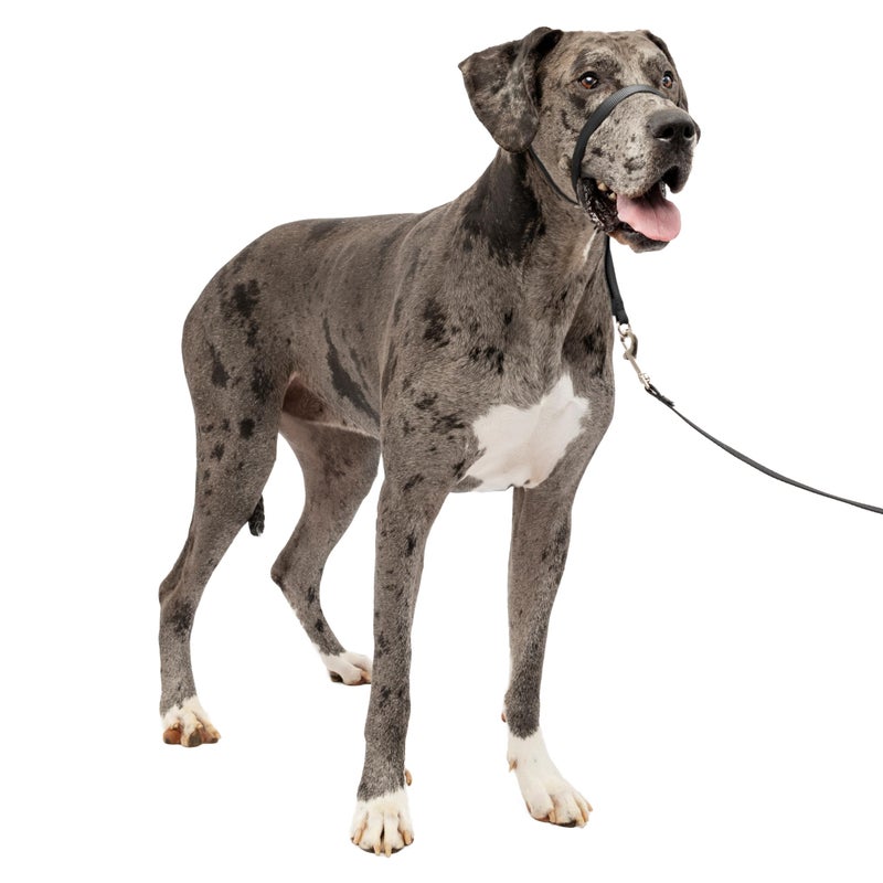 PetSafe Gentle Leader Headcollar No-Pull Dog Collar - Helps Improve Walks - Durable Nylon Construction - Padded Nose Loop - Adjustable Fit - Comfort Walking Halter - X-Large, Black - Image 1