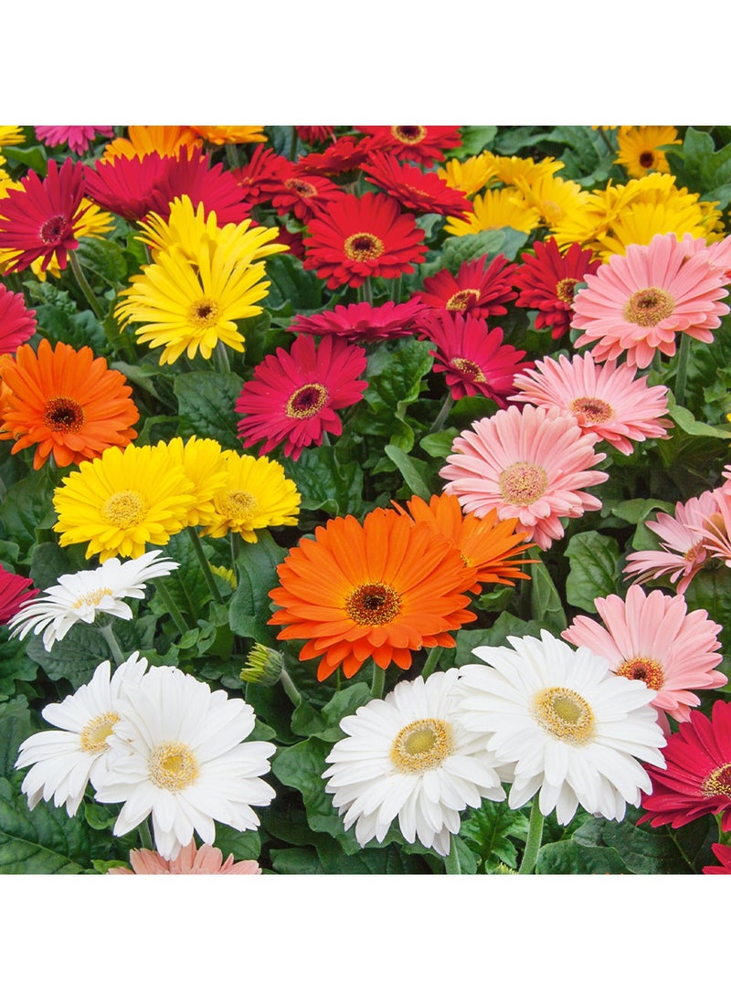 ڤسيل24 بذور الأقحوان الأفريقية عالية الجودة (مزيج Gerbera Gigante Doppia) (صنع في إيطاليا) من Hortus Sementi  - Image 2