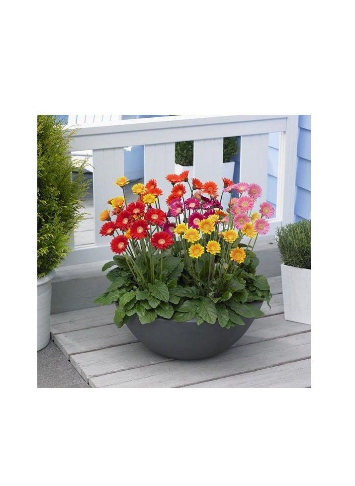 ڤسيل24 بذور الأقحوان الأفريقية عالية الجودة (مزيج Gerbera Gigante Doppia) (صنع في إيطاليا) من Hortus Sementi  - Image 3