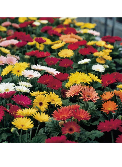 بذور الأقحوان الأفريقية عالية الجودة (مزيج Gerbera Gigante Doppia) (صنع في إيطاليا) من Hortus Sementi