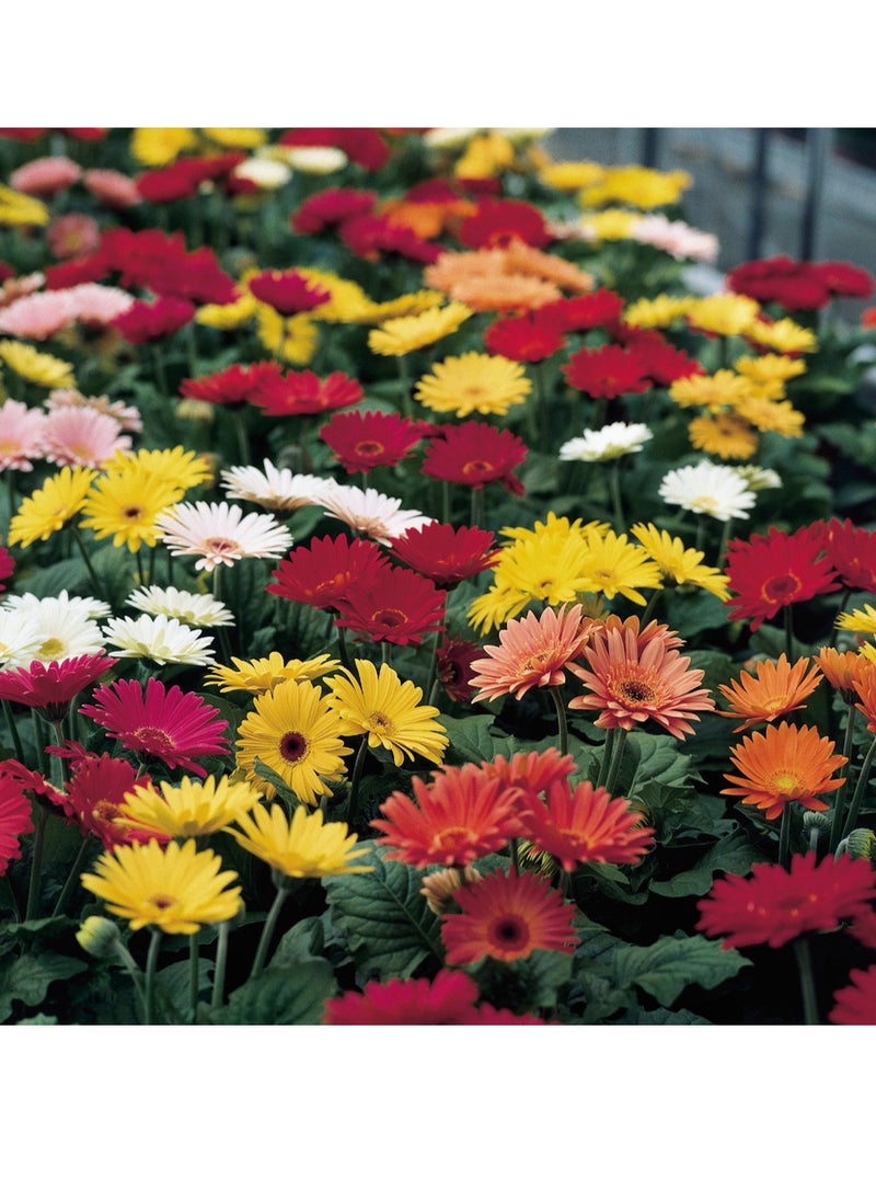 ڤسيل24 بذور الأقحوان الأفريقية عالية الجودة (مزيج Gerbera Gigante Doppia) (صنع في إيطاليا) من Hortus Sementi  - Image 1