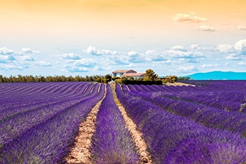 US Organic 100% Pure Lavender Essential Oil, Directly sourced from Bulgaria, USDA Certified Organic, Undiluted, for Diffuser, Humidifier, Massage, Skin, Hair Care, Non GMO, 10 ml - Image 4