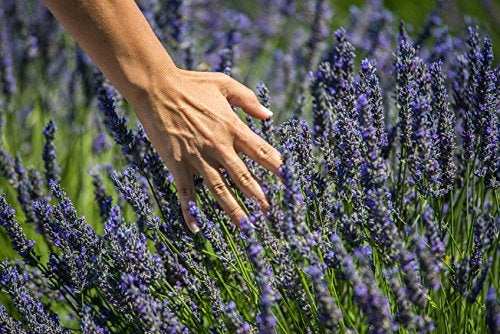US Organic 100% Pure Lavender Essential Oil, Directly sourced from Bulgaria, USDA Certified Organic, Undiluted, for Diffuser, Humidifier, Massage, Skin, Hair Care, Non GMO, 10 ml - Image 5