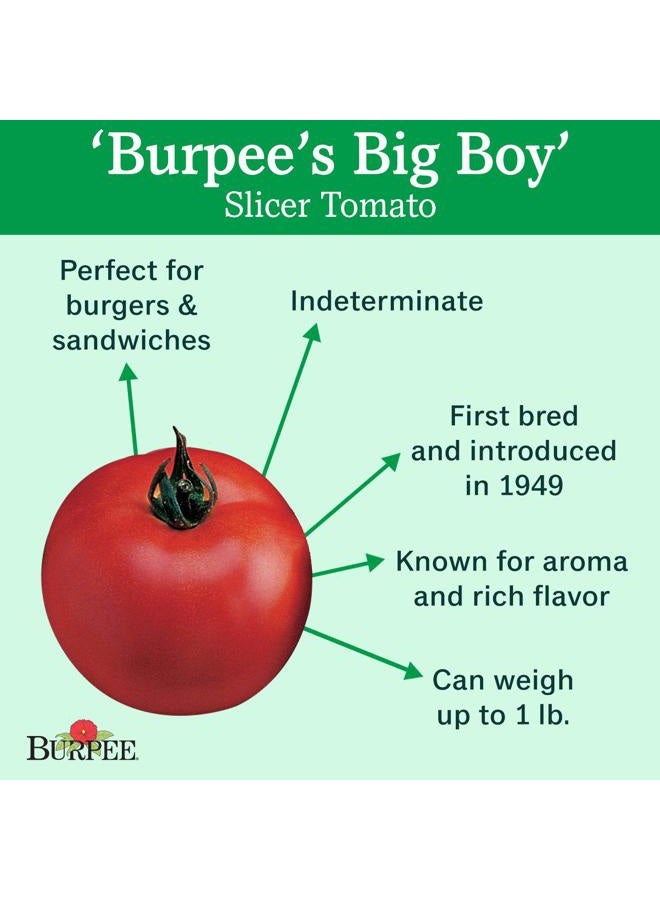 Burpee 61234E Big Boy Tomato, 125 seeds, Red - Image 2