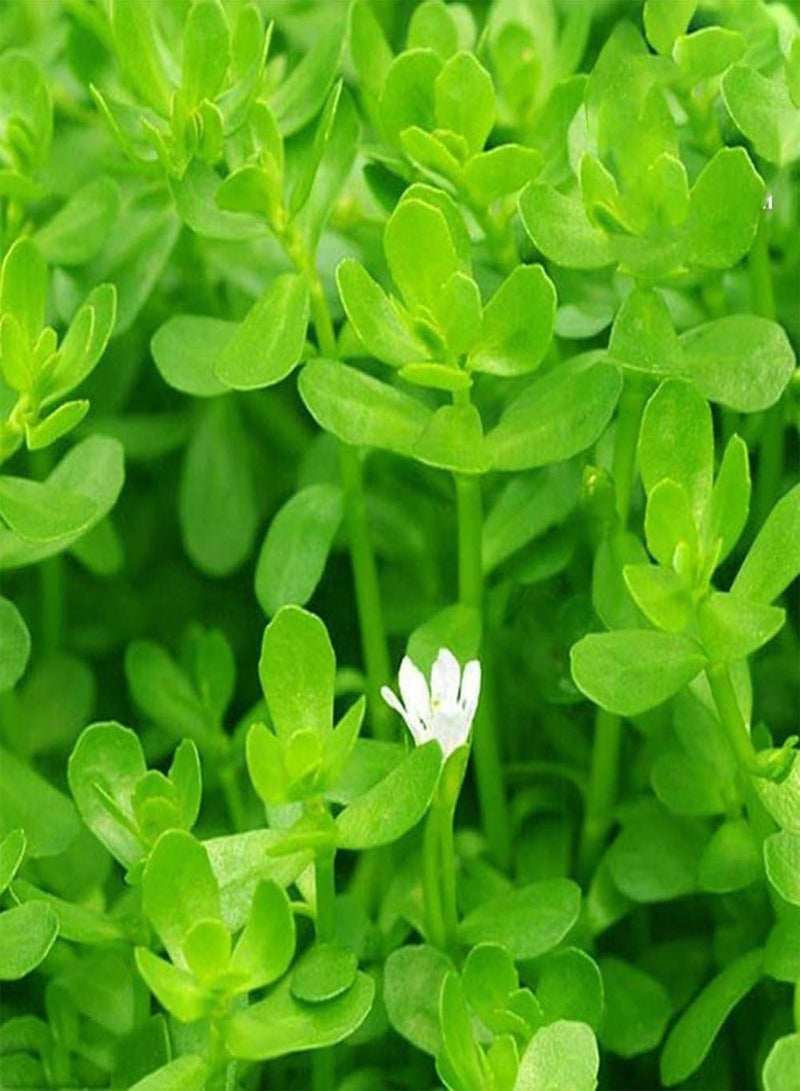 GGOOT 50Pcs Aquarium Plant Seeds, Water Grass Tortoise for Fish Tank Decoration - Image 2