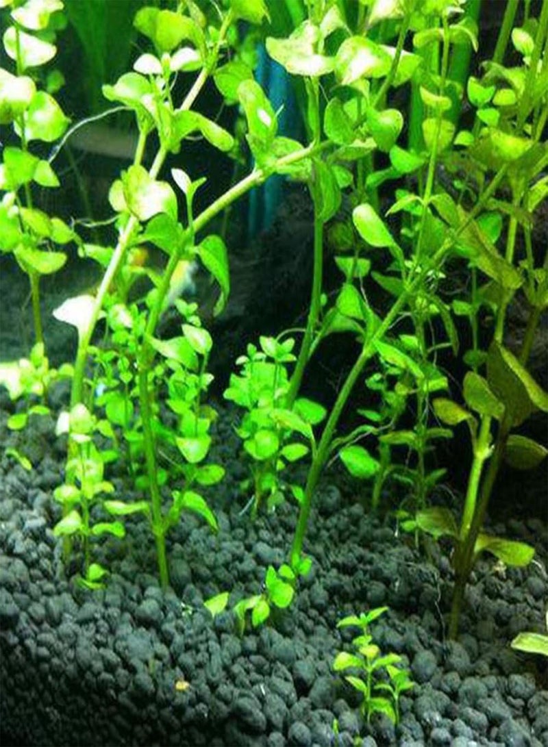 GGOOT 50Pcs Aquarium Plant Seeds, Water Grass Tortoise for Fish Tank Decoration - Image 3