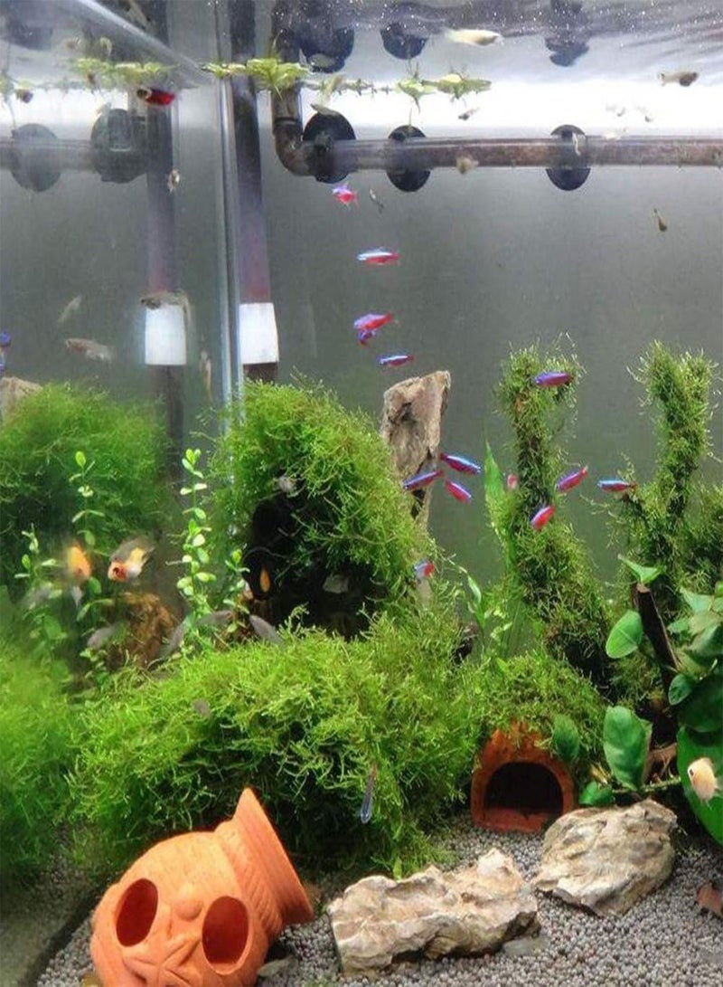 GGOOT 50Pcs Aquarium Plant Seeds, Water Grass Tortoise for Fish Tank Decoration - Image 5