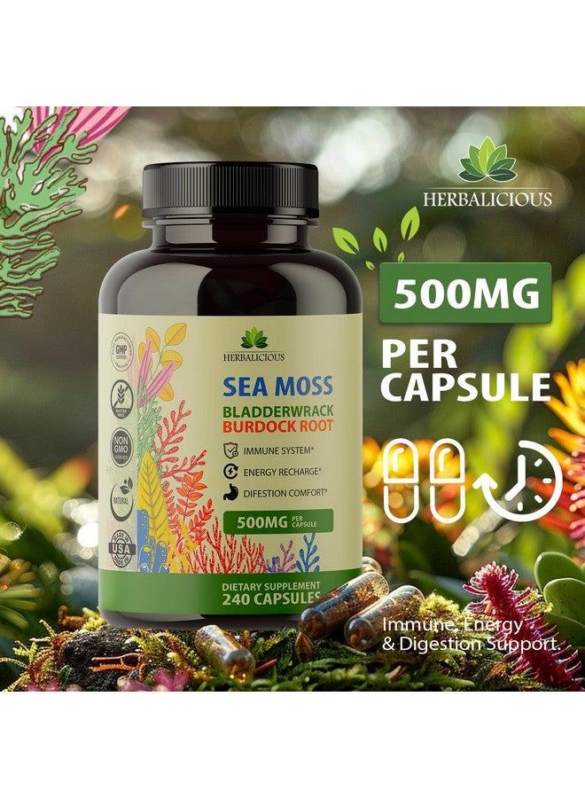 HERBALICIOUS Sea Moss Capsules - Irish Sea Moss Pills with Bladderwrack & Burdock Root - 240 Capsules, 1000mg per Serving - Immune Support, Thyroid & Gut Health - Vegan Superfood Supplement