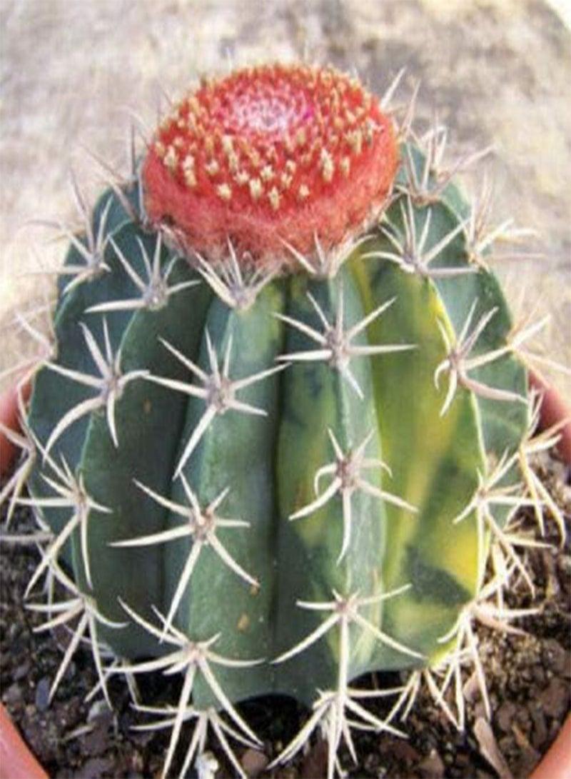 GGOOT Melocactus salvadorensis Variegated Seed Cacti 20 Seeds