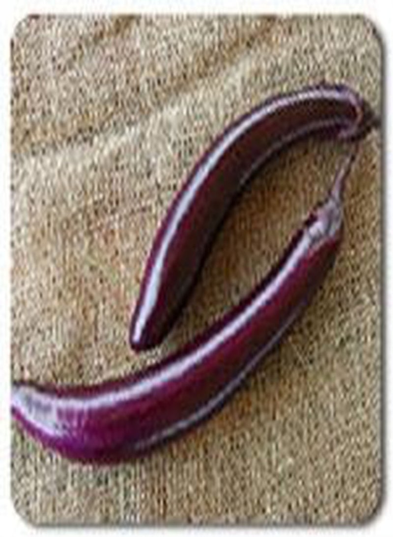 جي جوت باذنجان بينجتونج لونج 100 بذرة