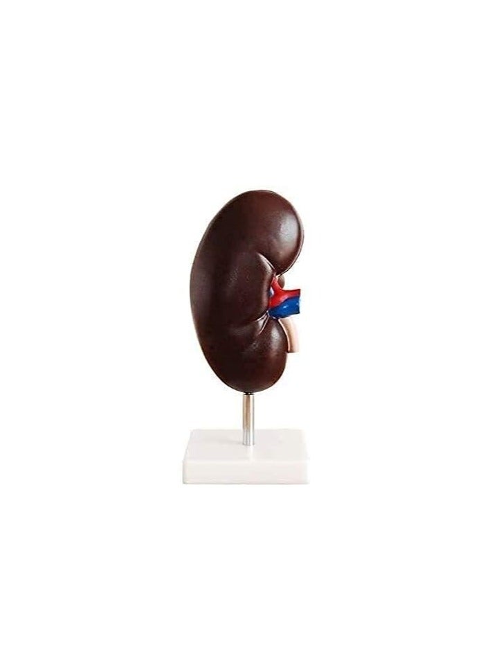 AKM meticulously detailed anatomical kidney model. Expertly crafted to provide a visual understanding of human renal anatomy - Image 2