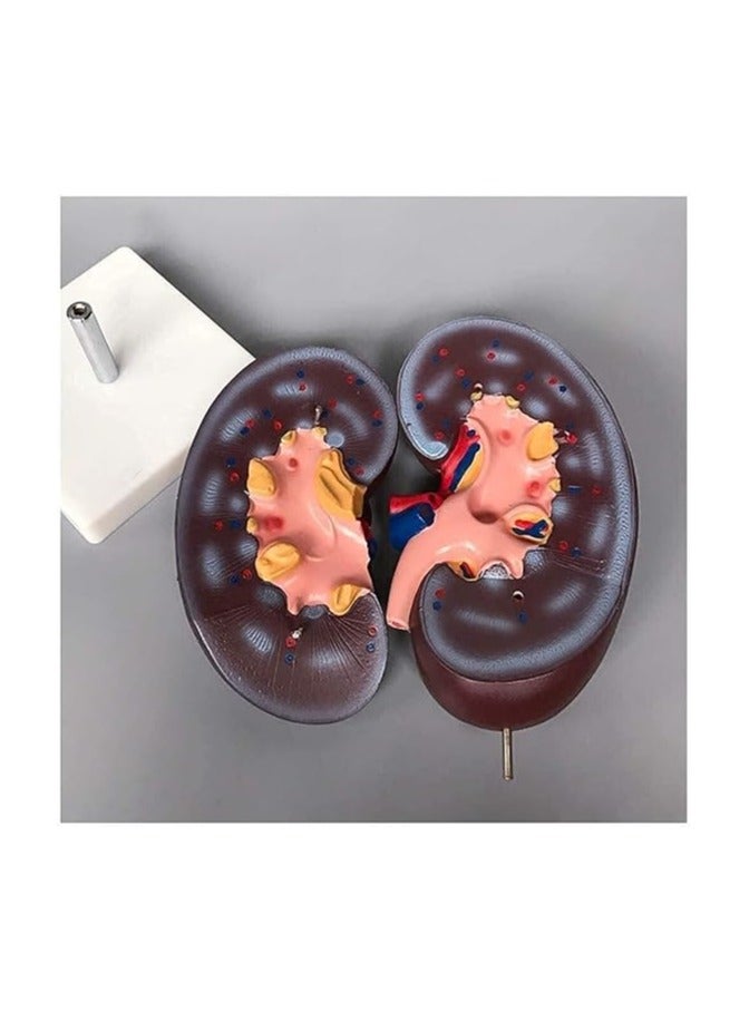 AKM meticulously detailed anatomical kidney model. Expertly crafted to provide a visual understanding of human renal anatomy - Image 4