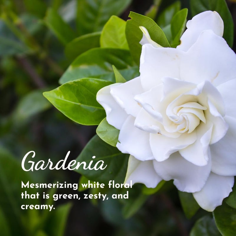 Herb & Root Gardenia Eau de Perfume Spray: Fresh Floral Womens Fragrance | Long-Lasting Clean Vegan Perfume for Women | Cruelty-Free Body Spray | Soft White Gardenia & Notes - Image 3