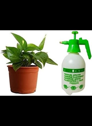 2 Liter Pressure Sprayer Money Plant With PVC Pot - pzsku/Z3645A55DAE7D9BD71D96Z/45/_/1689420102/9b0fd791-5335-42d0-aabe-5d7ad63b63e0