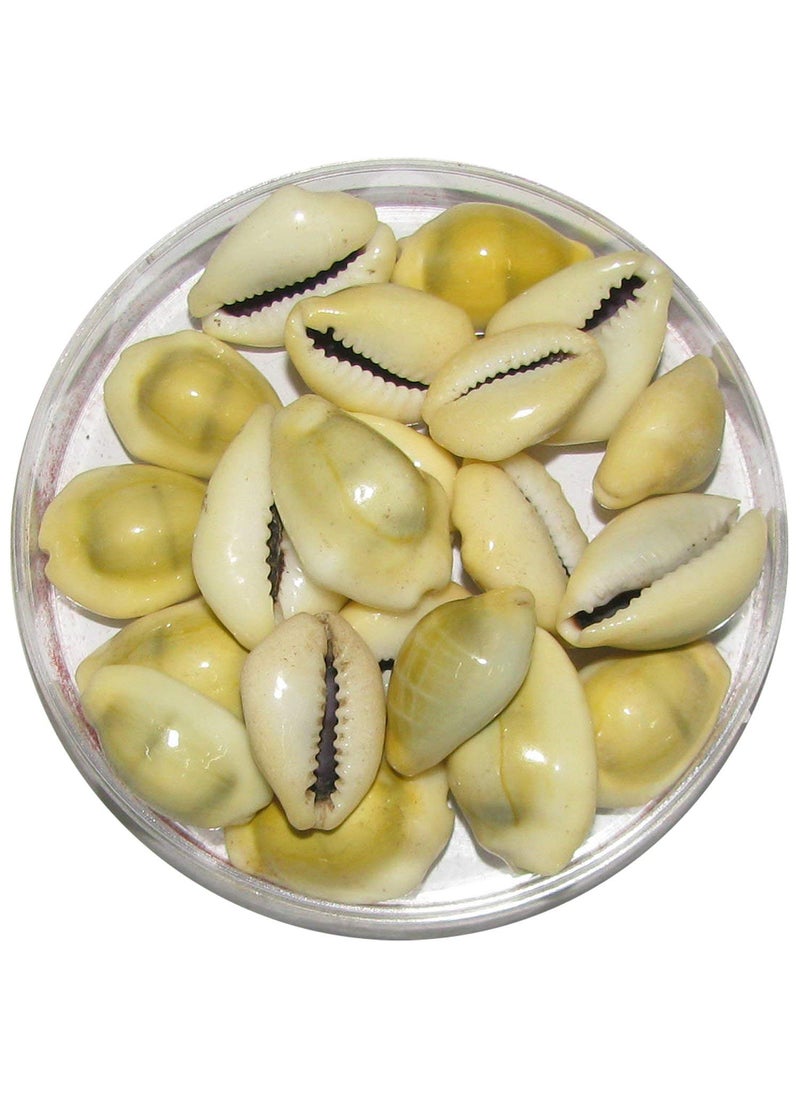 PMW Pmw Natural Lakshmi Yellow 108 Pieces Peeli Kodi Kauri Kowri Cowry Kaudi Cowrie Gavvalu 