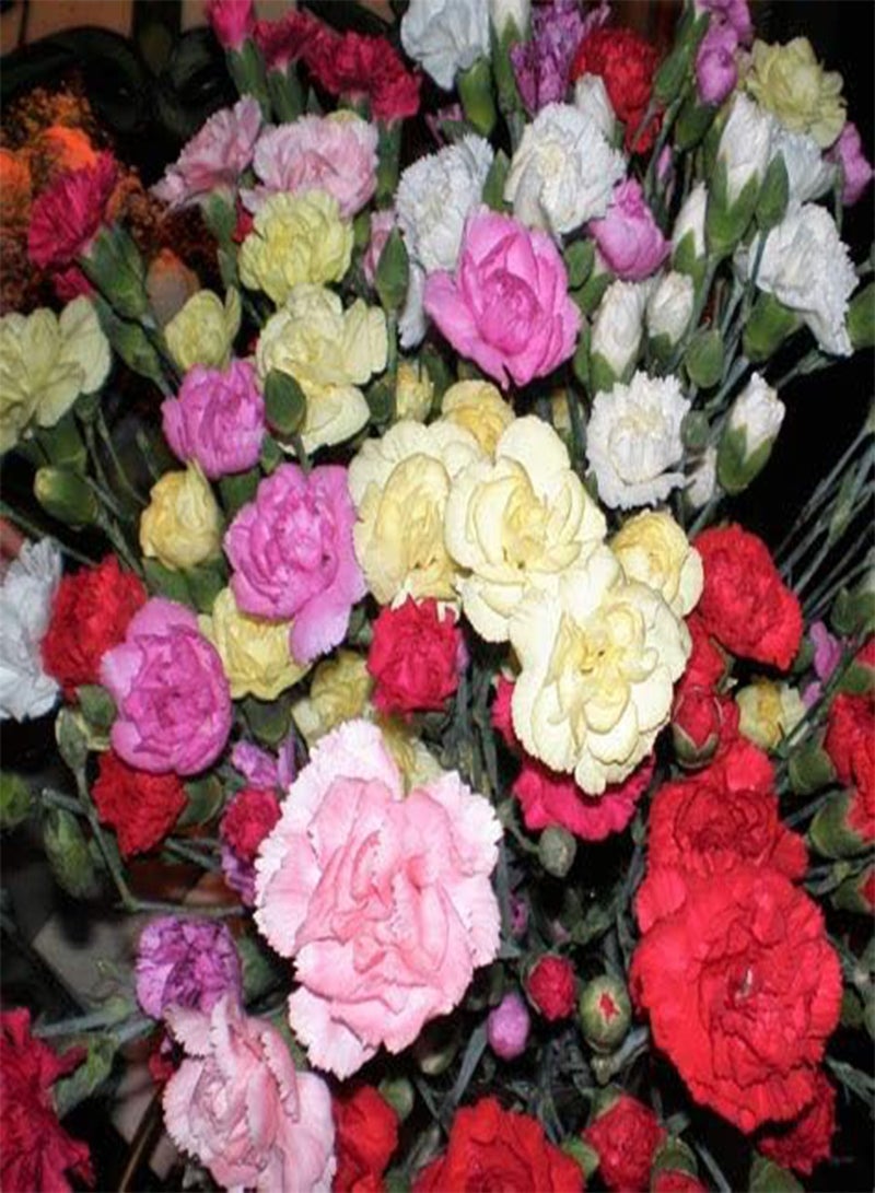 GGOOT 50 Double Carnation Mixed Flower Seeds - Image 3