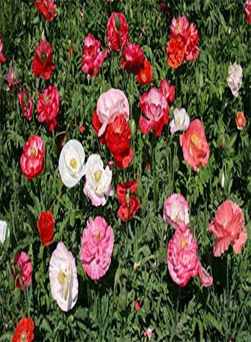 GGOOT 50 Double Carnation Mixed Flower Seeds - Image 1