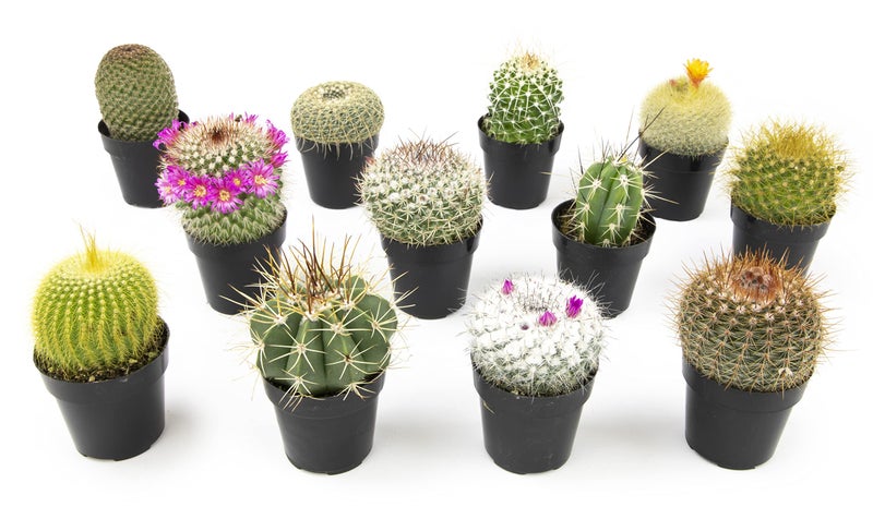 Altman Plants, Assorted Cactus Plants Live Cactus Decor (12PK), Cactus Plant Live Succulents Plants Live in Cactus Soil Potting Mix, Live Cacti Plants Live Succulent Plants Live Plants in Cactus Pot - Image 1