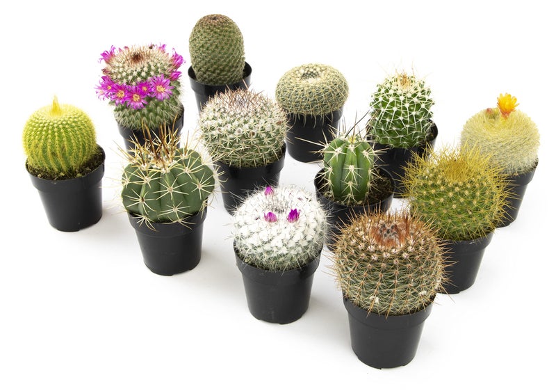 Altman Plants, Assorted Cactus Plants Live Cactus Decor (12PK), Cactus Plant Live Succulents Plants Live in Cactus Soil Potting Mix, Live Cacti Plants Live Succulent Plants Live Plants in Cactus Pot - Image 3
