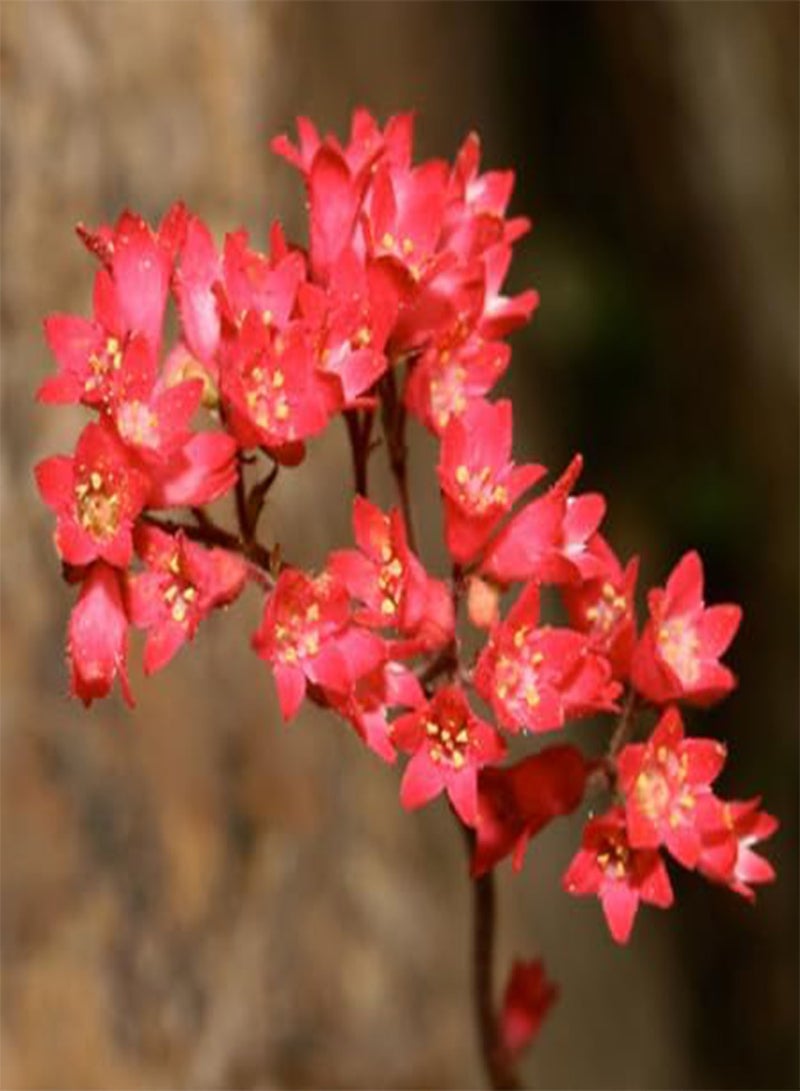 GGOOT 10pcs Fresh red Heuchera sanguinea Flower Seeds - Image 1