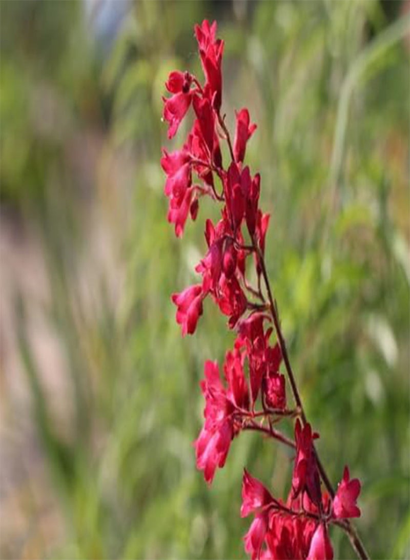 GGOOT 10pcs Fresh red Heuchera sanguinea Flower Seeds - Image 2