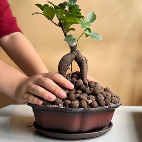 MUZHI 7.5” Unglazed Flower Shape Clay Bonsai Pot with Ceramic Saucer, Color Gradational Shallow Terracotta Planter for Tree Cactus Succulent Arrangement - Image 4