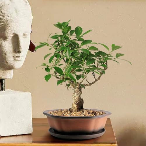 MUZHI 7.5” Unglazed Flower Shape Clay Bonsai Pot with Ceramic Saucer, Color Gradational Shallow Terracotta Planter for Tree Cactus Succulent Arrangement - Image 5