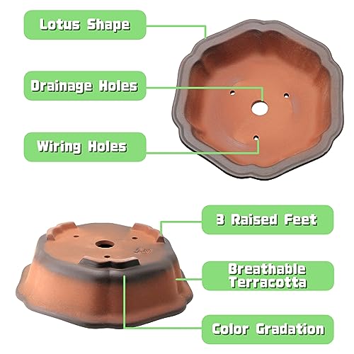 MUZHI 7.5” Unglazed Flower Shape Clay Bonsai Pot with Ceramic Saucer, Color Gradational Shallow Terracotta Planter for Tree Cactus Succulent Arrangement - Image 3