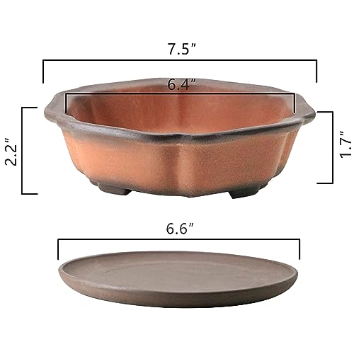 MUZHI 7.5” Unglazed Flower Shape Clay Bonsai Pot with Ceramic Saucer, Color Gradational Shallow Terracotta Planter for Tree Cactus Succulent Arrangement - Image 2