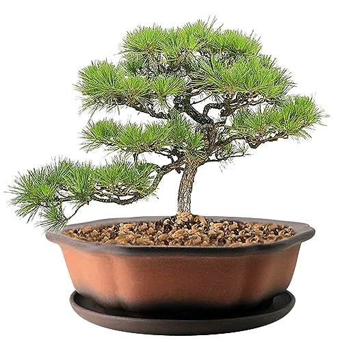 MUZHI 7.5” Unglazed Flower Shape Clay Bonsai Pot with Ceramic Saucer, Color Gradational Shallow Terracotta Planter for Tree Cactus Succulent Arrangement - Image 1