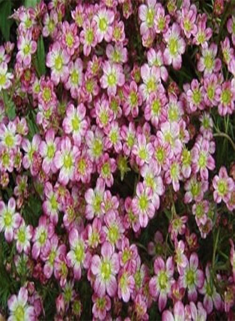 GGOOT Saxifraga Red Cap Flower Seeds / Evergreen  jocad (100 Seeds)