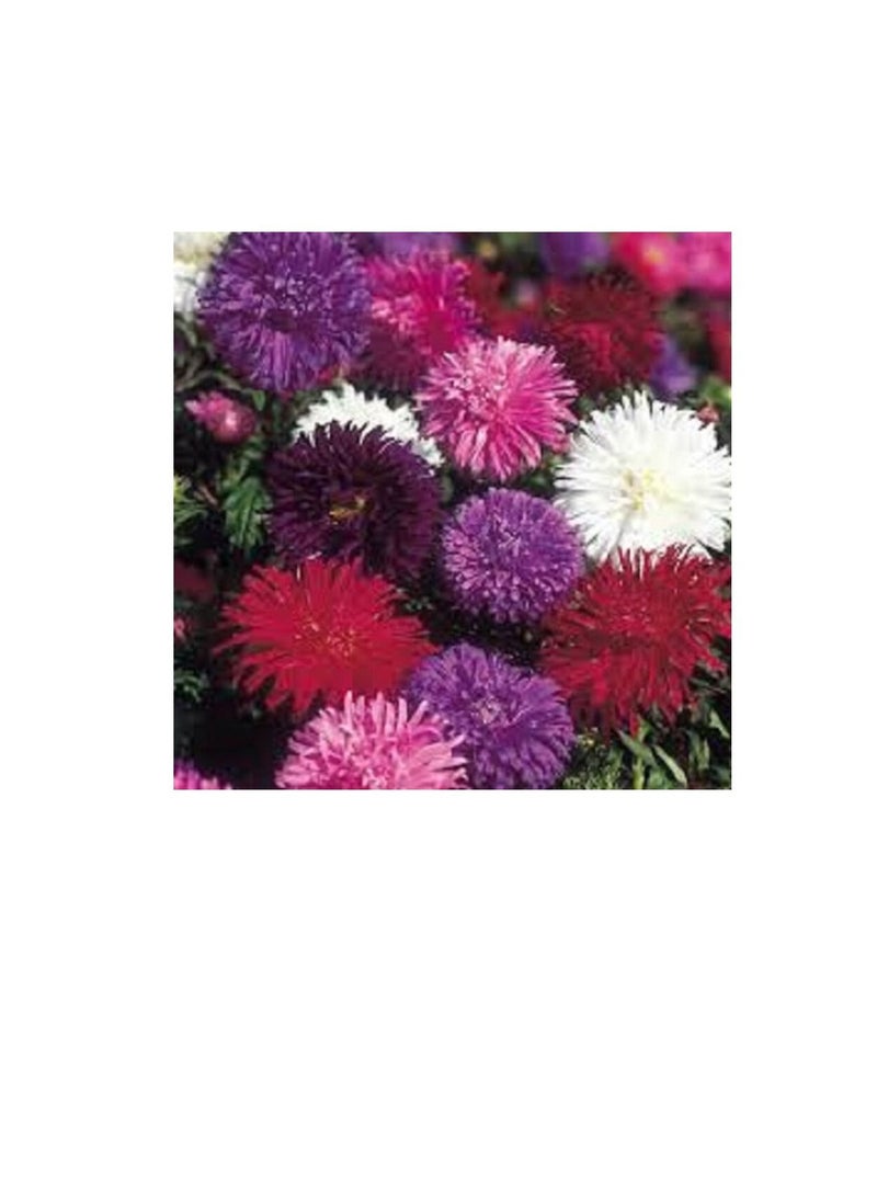 يورو جاردن أستروستريتش مختلط - Image 1