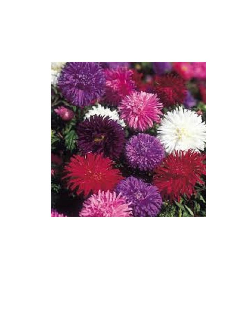 يورو جاردن أستروستريتش مختلط - Image 3