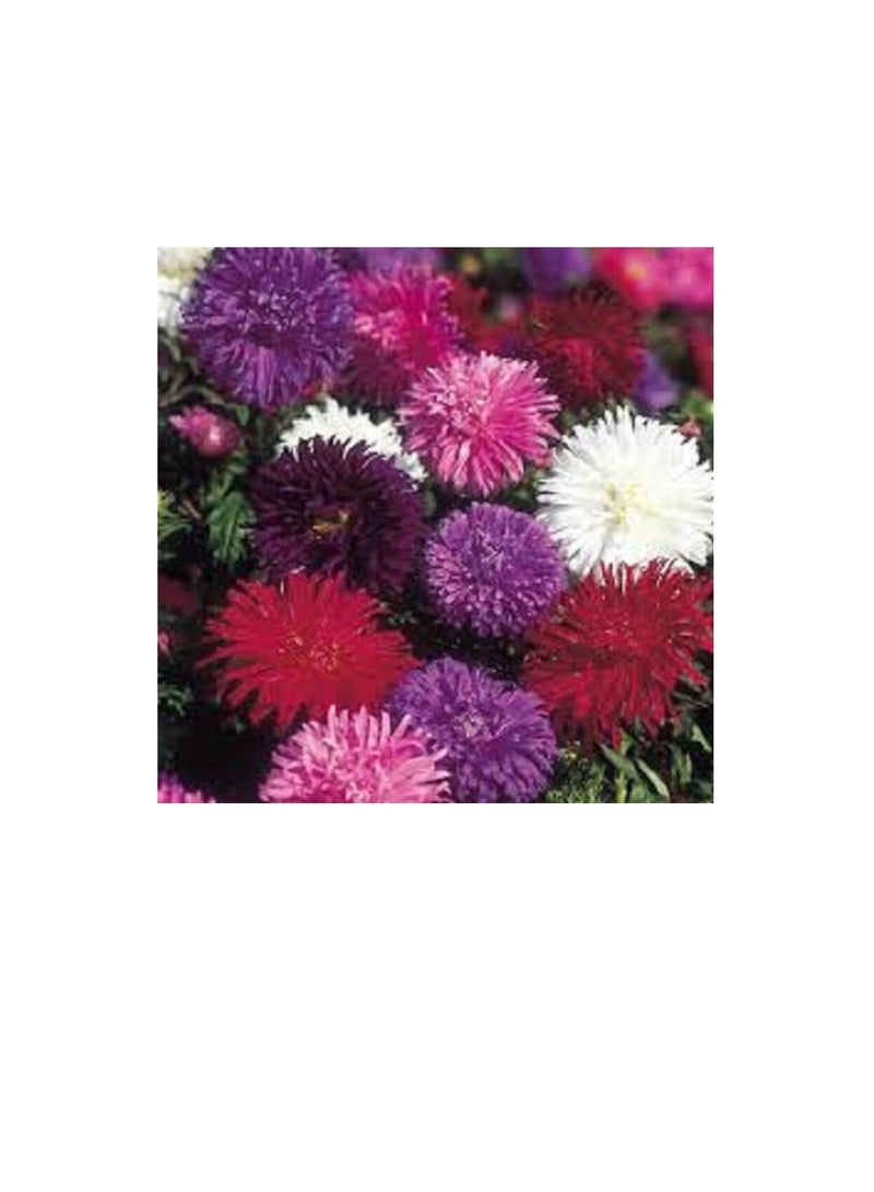 يورو جاردن أستروستريتش مختلط - Image 2