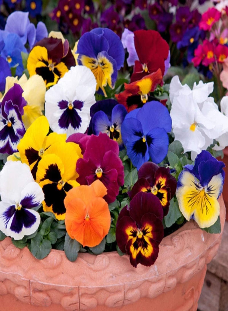 GGOOT Pansy Mixed 12 Bedding Seeds s British Grown Garden Ready: Only Seeds - Image 4