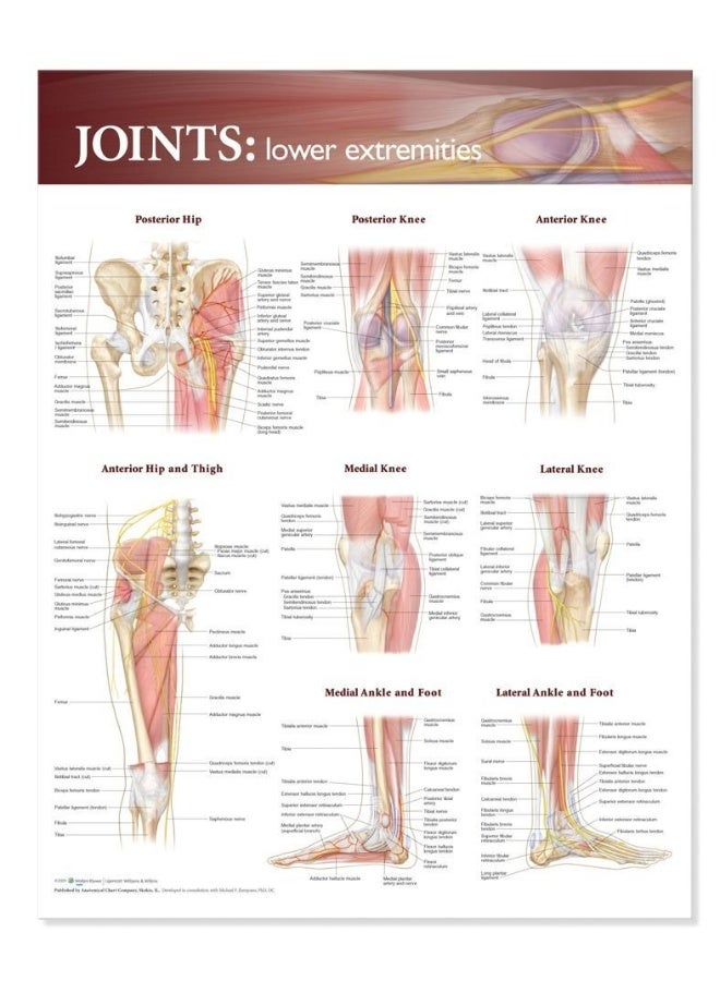 رسم بياني تشريحي لمفاصل الأطراف السفلية - Image 1