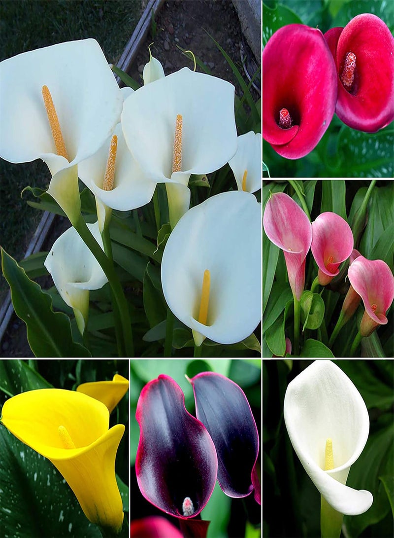 GGOOT 1 Bag Zantedeschia Aethiopica Seeds, Easy to Germinate Small Colorful Garden Decor Flower Seeds for Yard Orange - Image 2