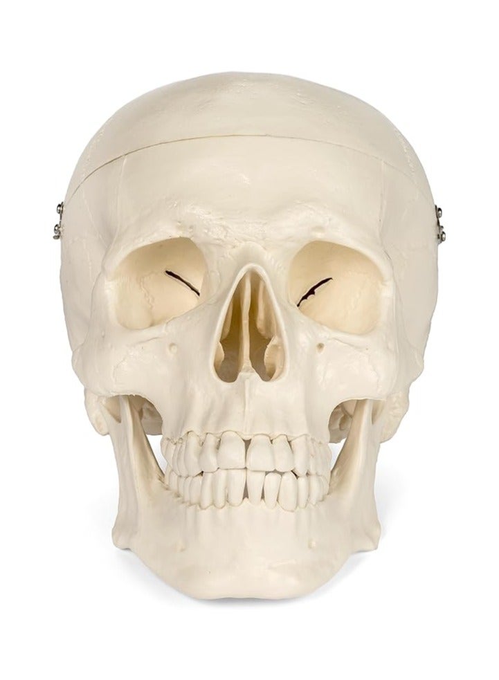 AKM Medical Anatomical Skull Model - 3 Parts - Life Sized Human Mold - Image 1